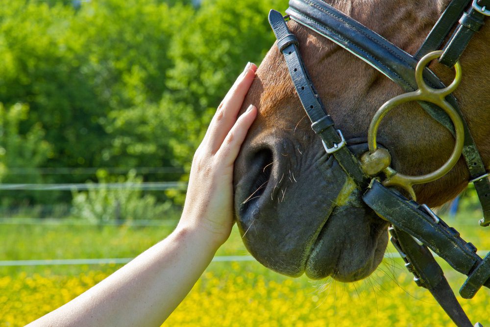 horse therapy veteran group therapy