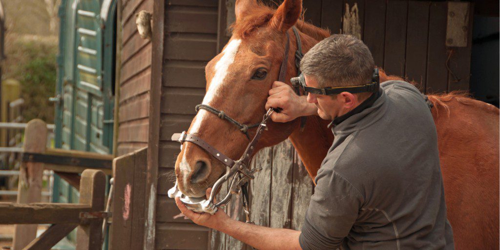 What Is Equine-Assisted Therapy
