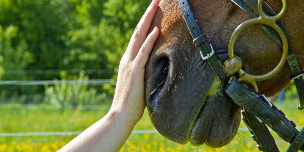 What Is Equine Therapy